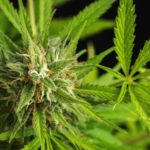 סאטיבה או אינדיקה? המדריך השנון למתלבטים ולמתחילים