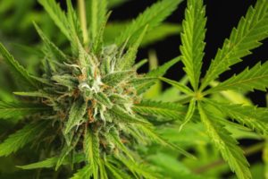 סאטיבה או אינדיקה? המדריך השנון למתלבטים ולמתחילים