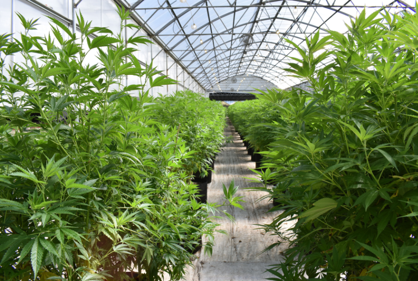 אחסון קנביס: כך תשמרו עליו