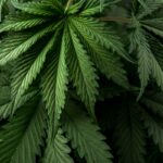 מהו אפקט הפמליה בקנאביס, ולמה כולם מדברים עליו?