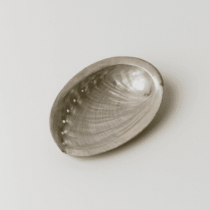 צדף דקורטיבי